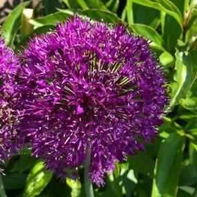 Purple Rain Allium (Allium Purple Rain) Img 1